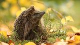 Igel