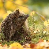 Igel