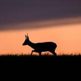 Reh im Sonnenuntergang