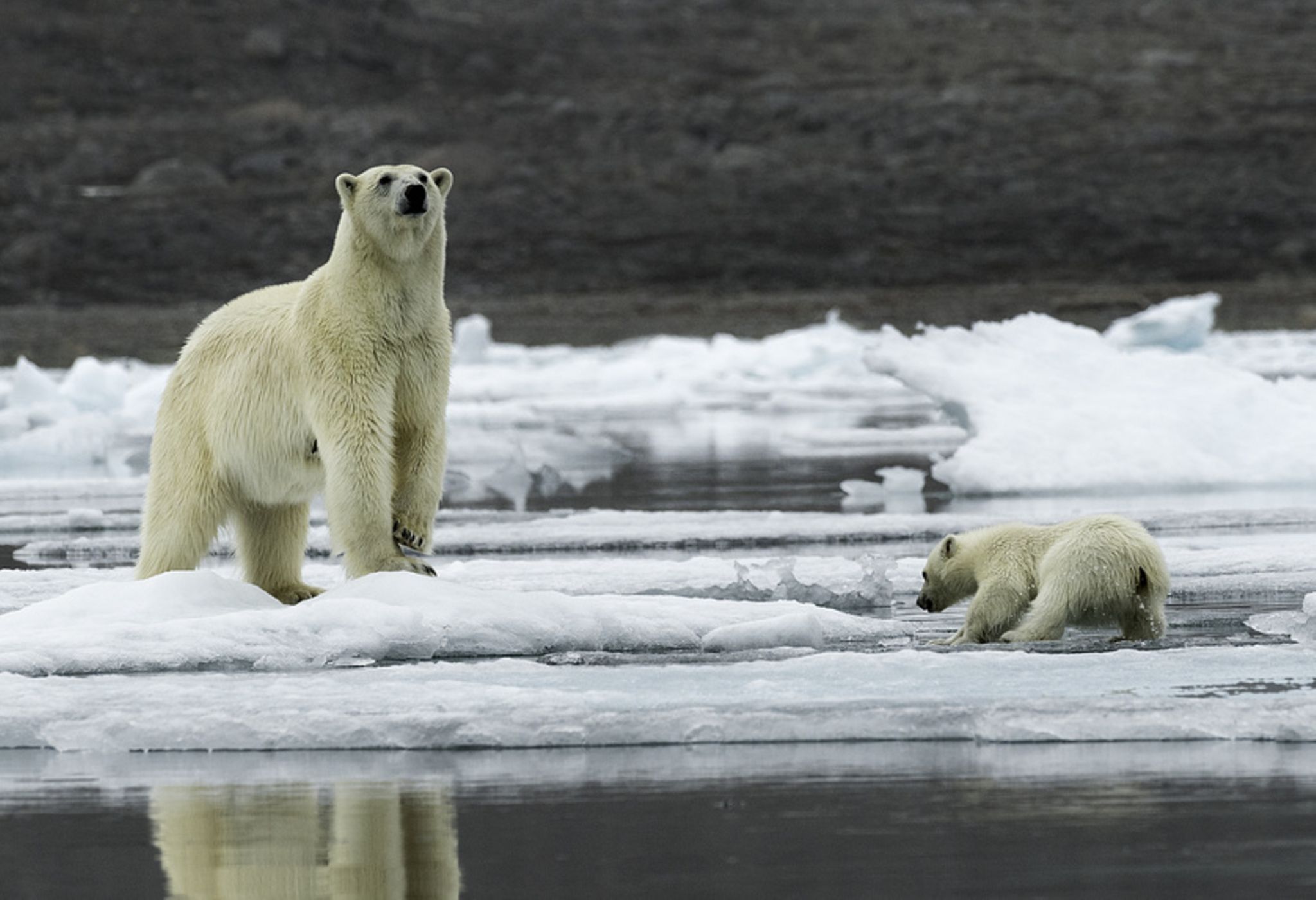 Macht der Klimawandel Eisbären aggressiv? - [GEO]