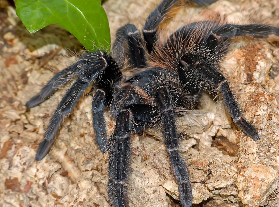 Vogelspinne: Die Spinne Im Tierlexikon - [GEOLINO]