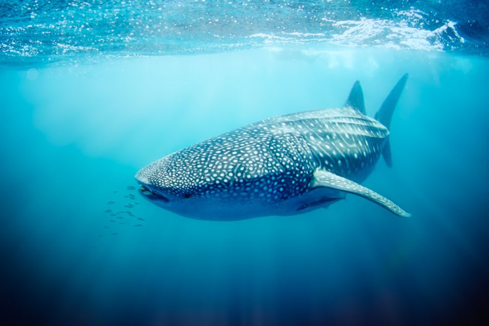 Walhai am Ningaloo Reef Walhai am Ningaloo Reef