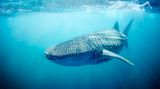 Walhai am Ningaloo Reef
