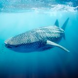 Walhai am Ningaloo Reef