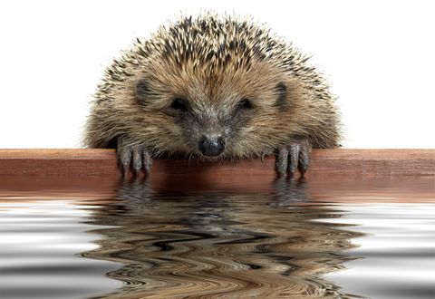 Igel Alles über das Wildtier im Tierlexikon [GEOLINO]