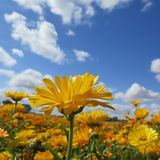 Blumenwiese vor blauem Himmel