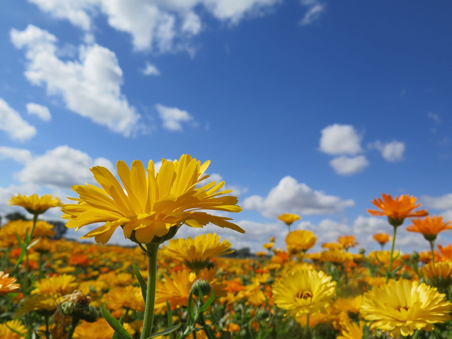 Blumenwiese vor blauem Himmel