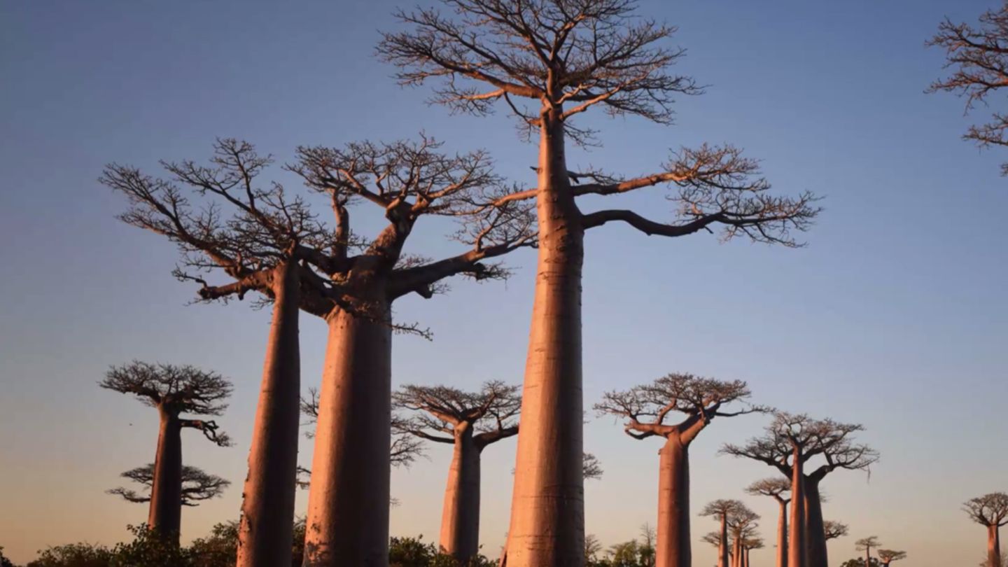 Fünf Highlights auf Madagaskar
