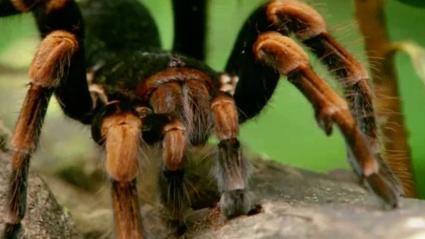 So entstand der Name Warum heißt die Vogelspinne Vogelspinne? [GEO]