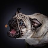 Hunde Schnappschüsse von Christian Vieler