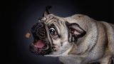 Hunde Schnappschüsse von Christian Vieler