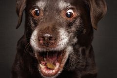 Hunde Schnappschüsse von Christian Vieler