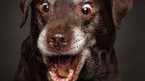 Hunde Schnappschüsse von Christian Vieler