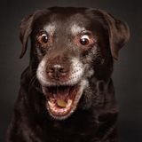 Hunde Schnappschüsse von Christian Vieler