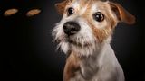 Hunde Schnappschüsse von Christian Vieler