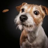 Hunde Schnappschüsse von Christian Vieler