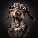 Hunde Schnappschüsse von Christian Vieler