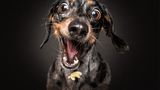 Hunde Schnappschüsse von Christian Vieler