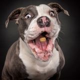 Hunde Schnappschüsse von Christian Vieler