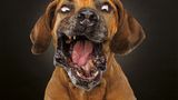 Hunde Schnappschüsse von Christian Vieler