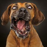 Hunde Schnappschüsse von Christian Vieler