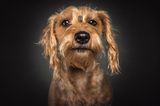 Hunde Schnappschüsse von Christian Vieler
