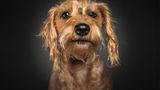 Hunde Schnappschüsse von Christian Vieler