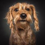 Hunde Schnappschüsse von Christian Vieler