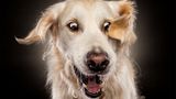 Hunde Schnappschüsse von Christian Vieler