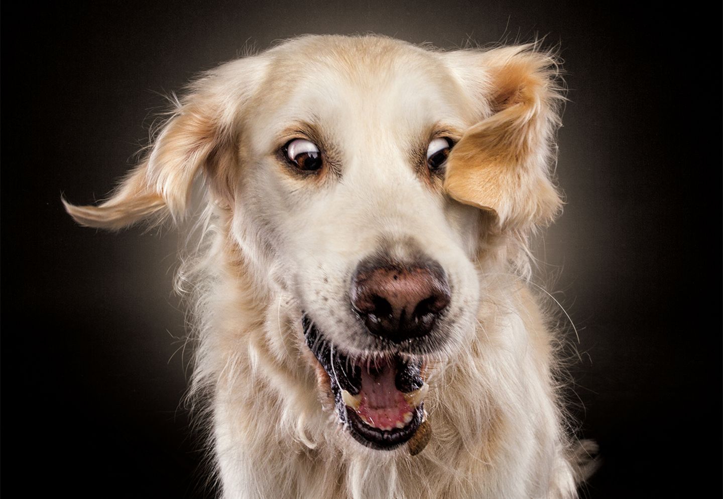 Hunde Schnappschüsse von Christian Vieler