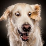 Hunde Schnappschüsse von Christian Vieler