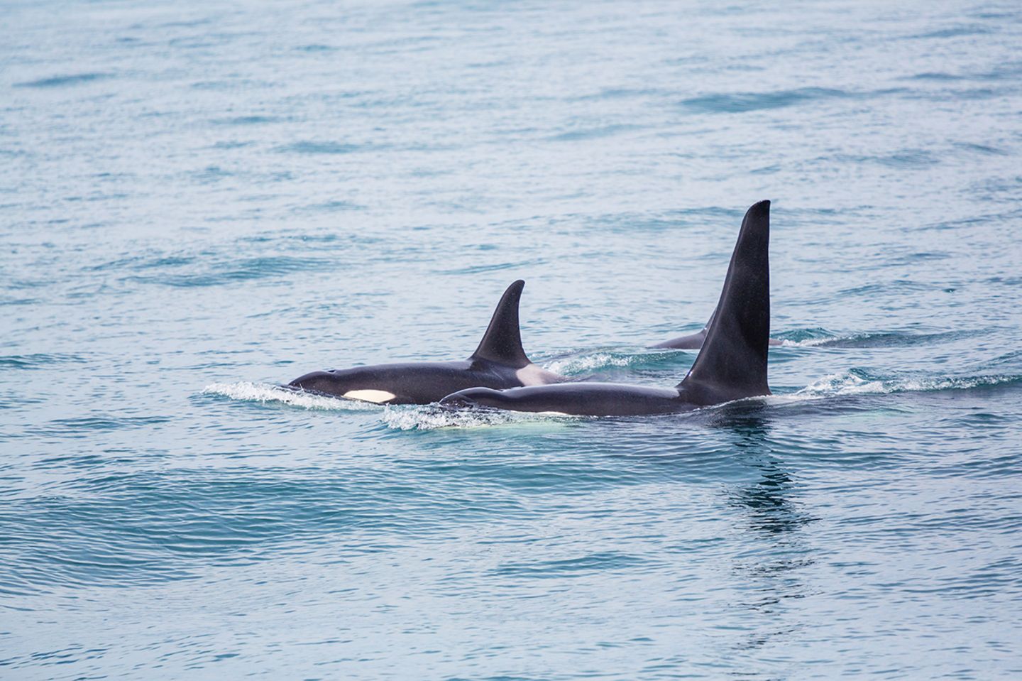 Erstaunliche Fähigkeiten: Elf Tiere, die uns viel ähnlicher sind, als wir dachten - Bild 11 Orcas