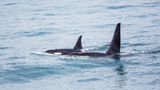 Orcas