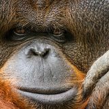 Orang-Utan