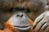 Orang-Utan