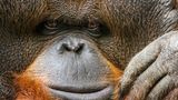 Orang-Utan