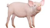 Schwein