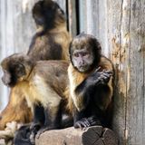 Kapuzineräffchen