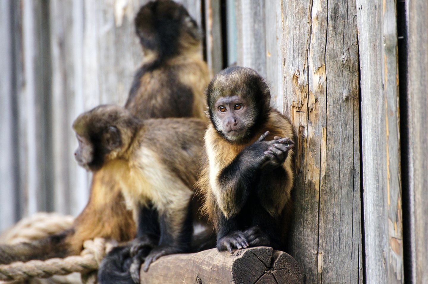 Erstaunliche Fähigkeiten Elf Tiere Die Uns Viel ähnlicher Sind Als Wir Dachten Bild 8 Geo 