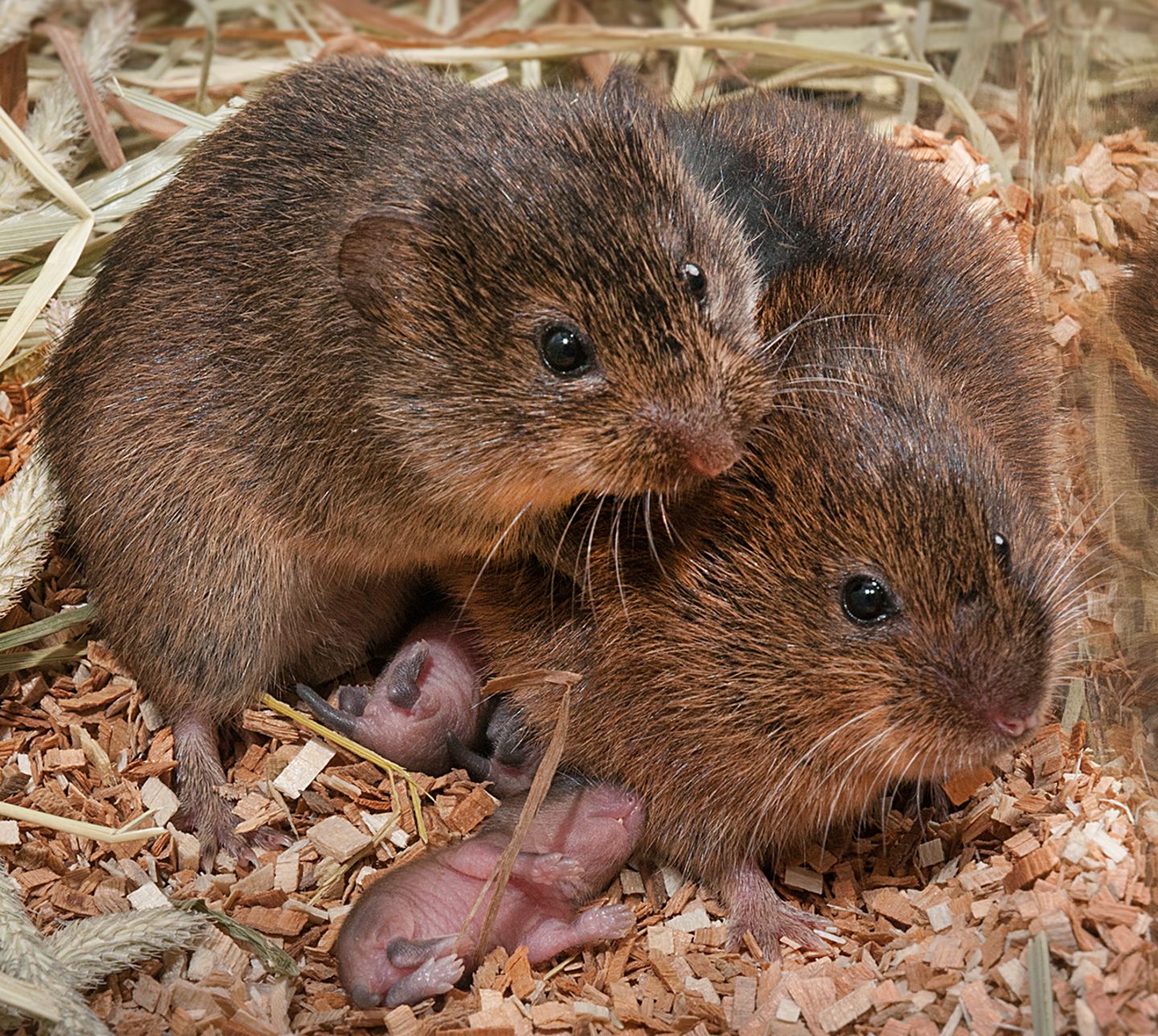 Erstaunliche Fähigkeiten: Elf Tiere, die uns viel ähnlicher sind, als wir dachten - Bild 9 Wühlmäuse