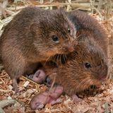 Wühlmäuse