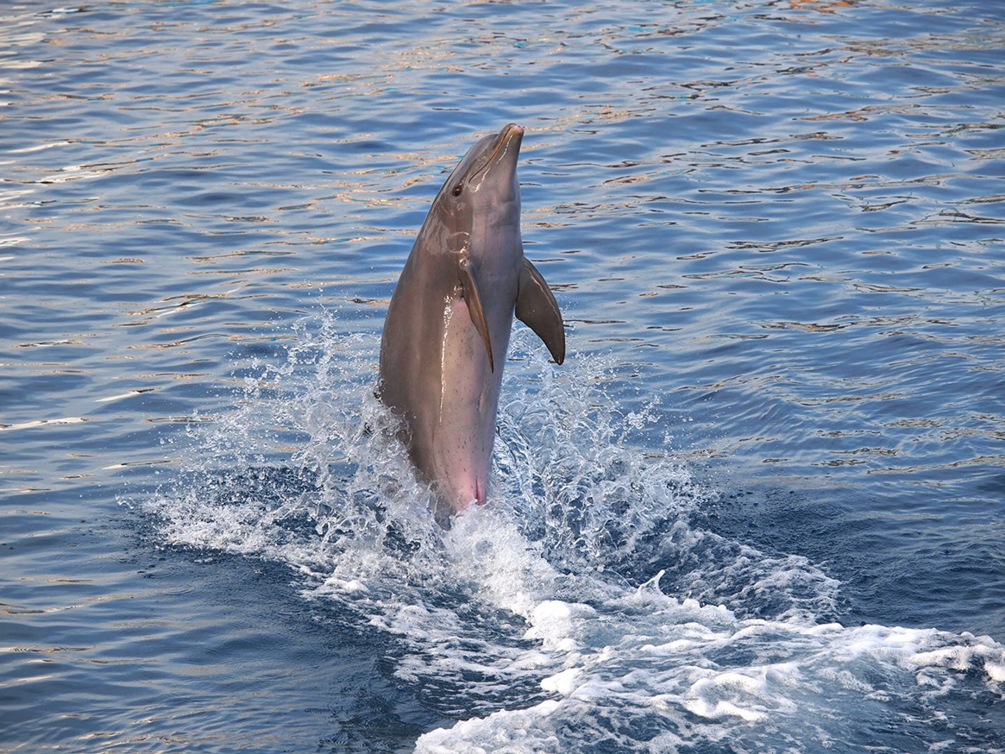 Erstaunliche Fähigkeiten: Elf Tiere, die uns viel ähnlicher sind, als wir dachten - Bild 10 Delfin