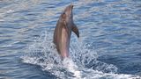Delfin