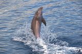 Delfin