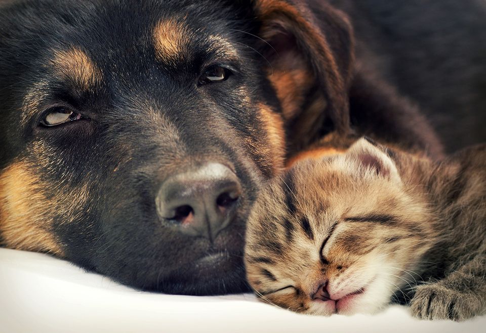 Hund und Katze - [GEOLINO]