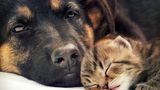 Hund und Katze