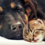 Hund und Katze