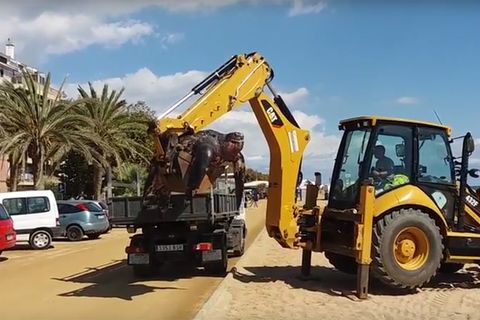 Spanien: Gigantische Schildkröte muss mit Bagger vom Strand entsorgt werden