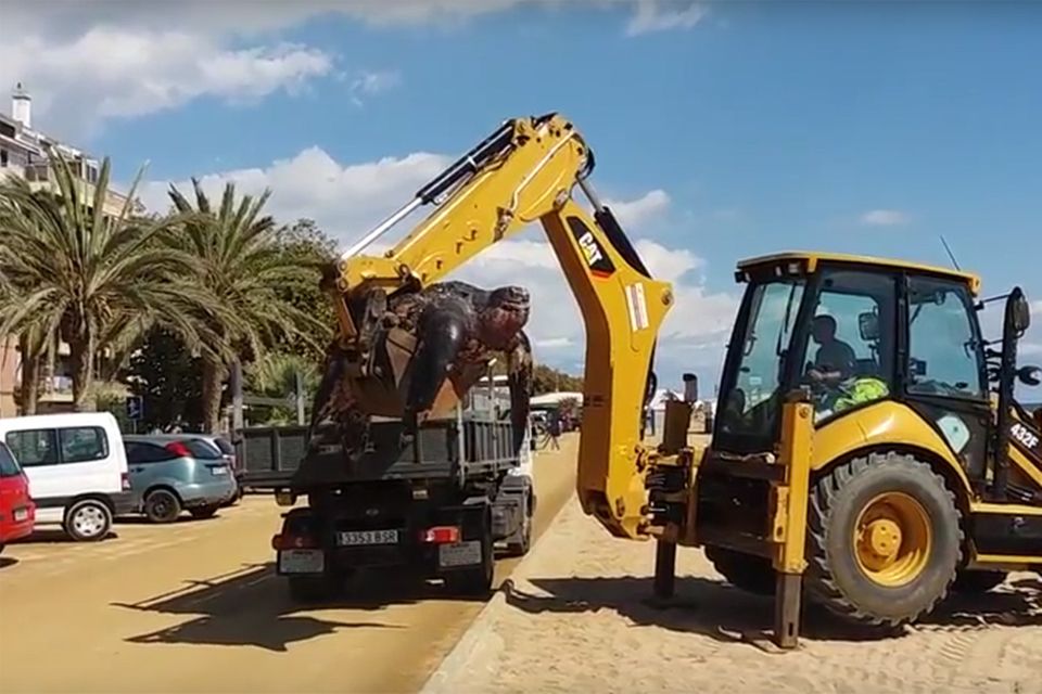 Spanien: Gigantische Schildkröte muss mit Bagger vom Strand entsorgt werden