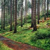 Nationalpark Sächsische Schweiz